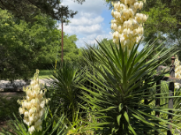 Flor de Izote