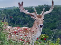 Deer