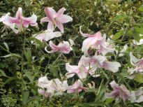 Beautiful White and Pink Lilies 