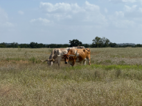 Longhorns 