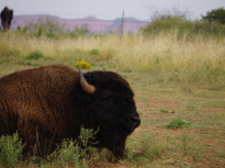 American Bison Resting