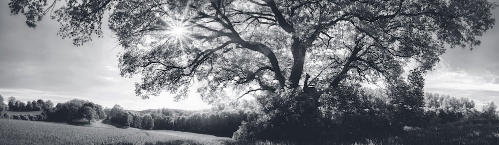 Image of oak tree