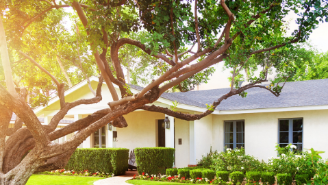 Beautiful tree overlooking house