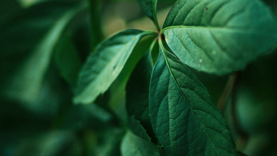 Image of plant leaves