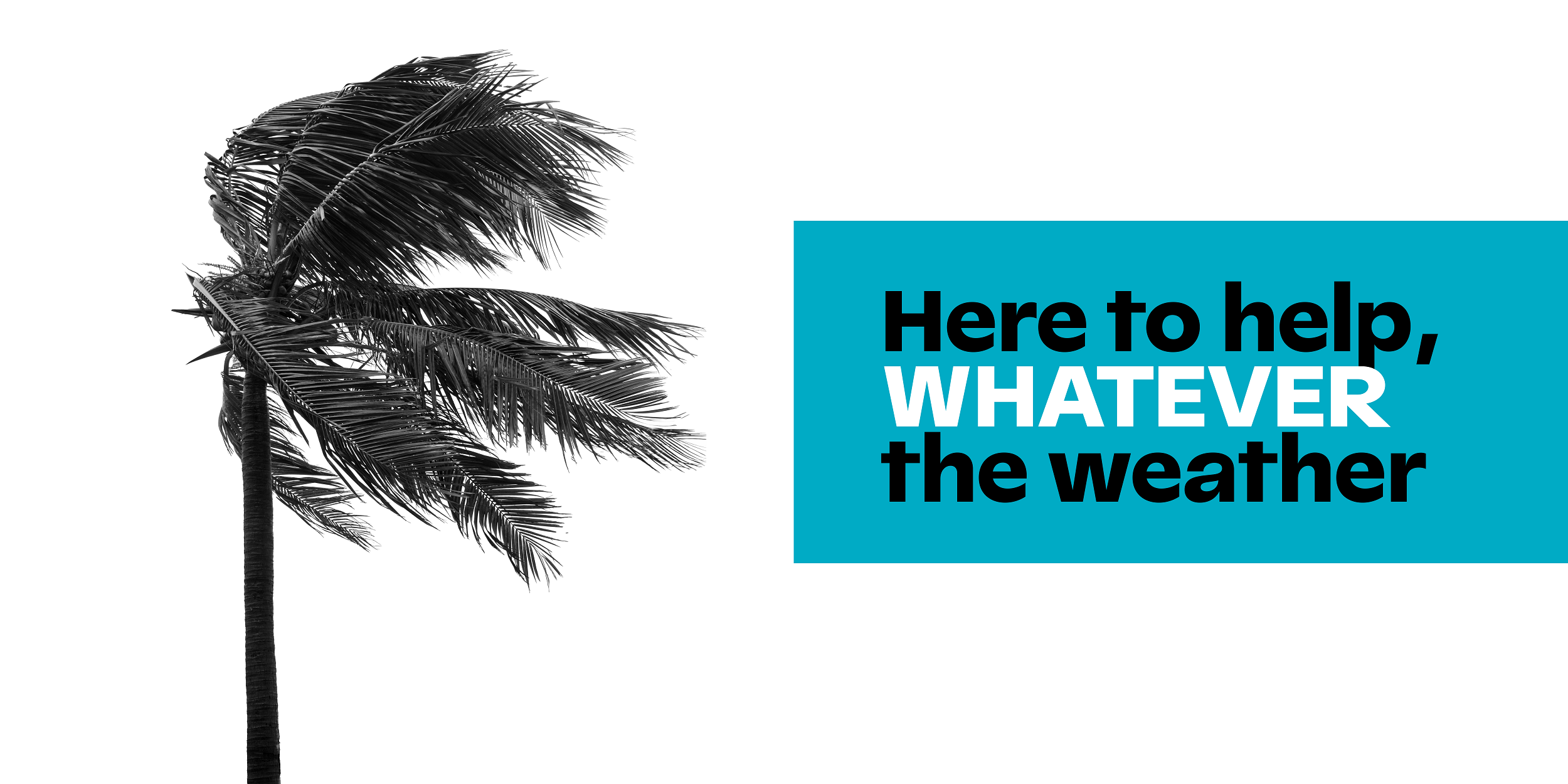 Image of palm tree blowing in wind