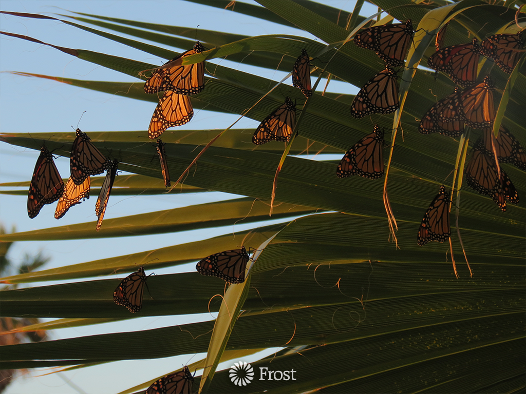 Monarchs on Palms