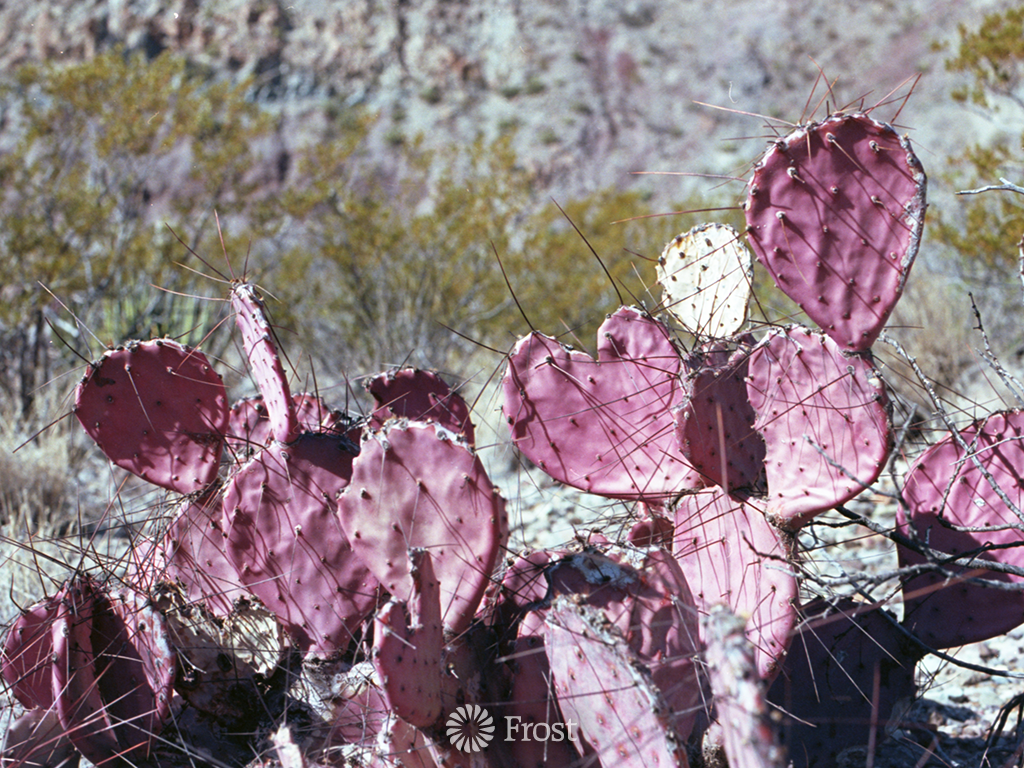 Pink Heart Cactus 