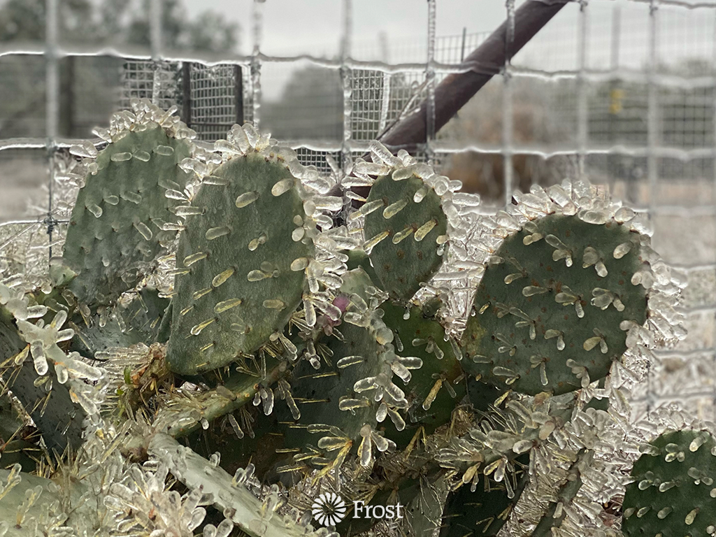 Frozen Cactus On The Ranch