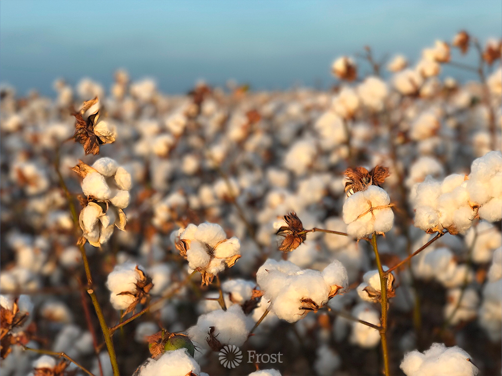 Cotton Fields At Golden Hour