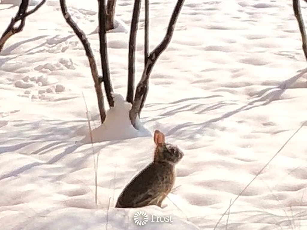 Rabbit Enjoying The Snow