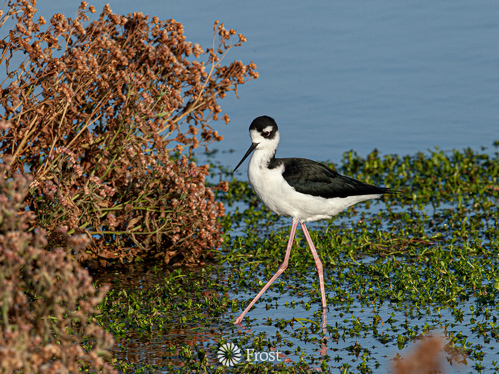 Black-necked Stilt Walking In The Marsh