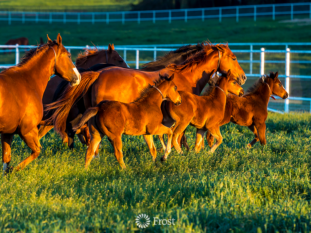Mares And Foals