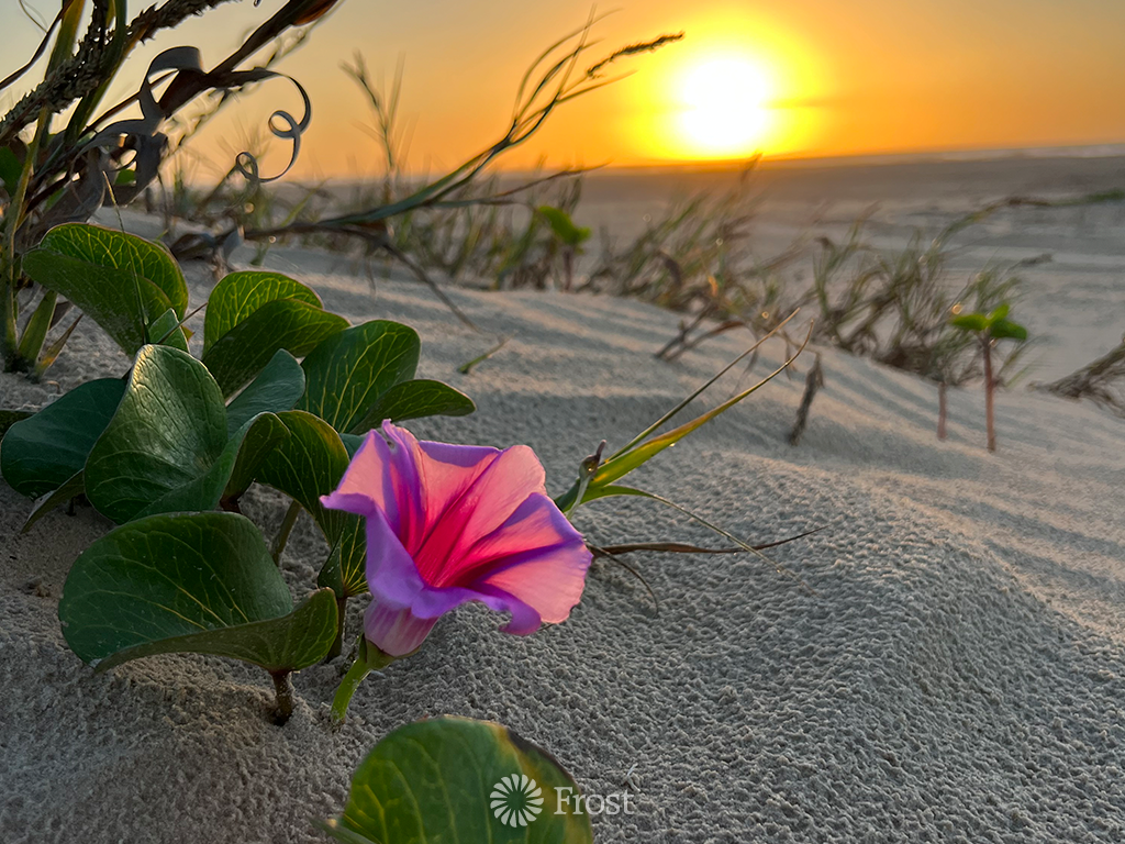 Beach Morning Glory