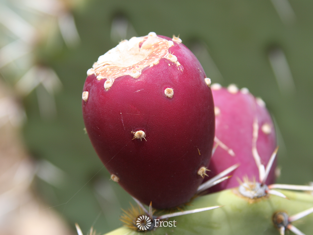 Prickly Pear