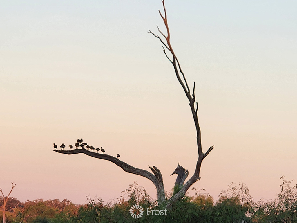 Birds in a Tree at Sunrise