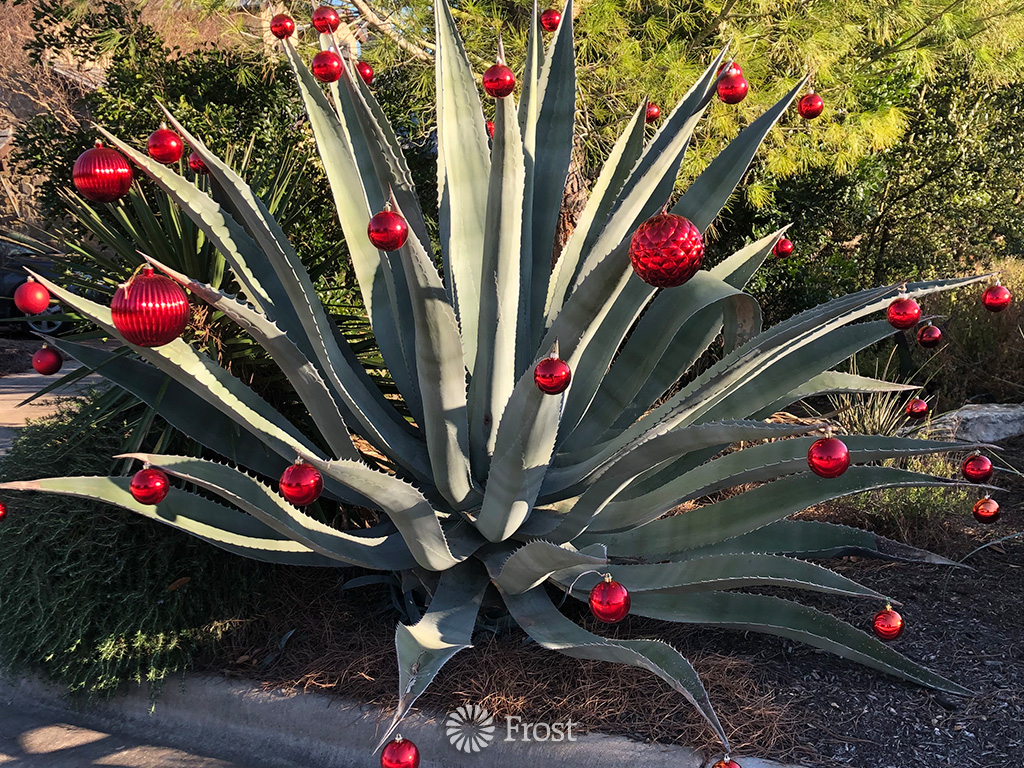 Christmas Agave