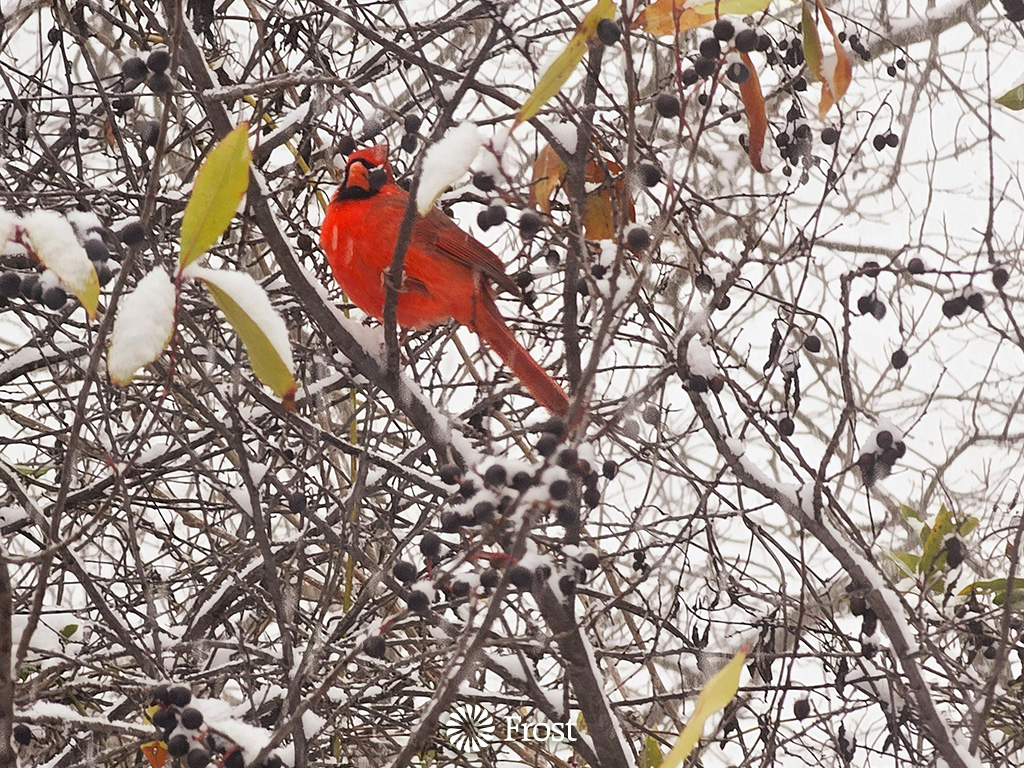 Cardinal in the Snow