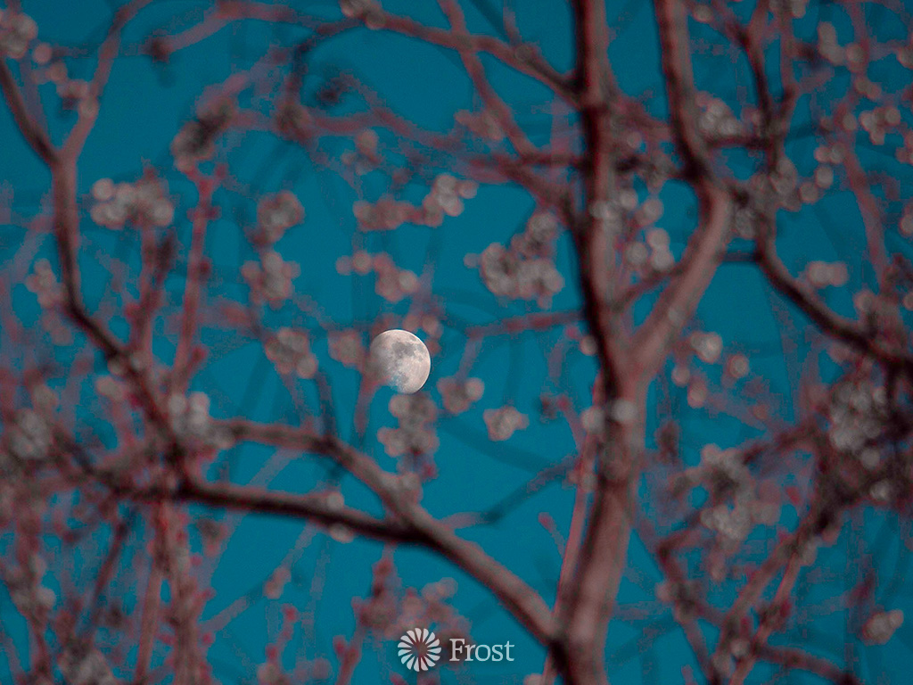 December Moonrise