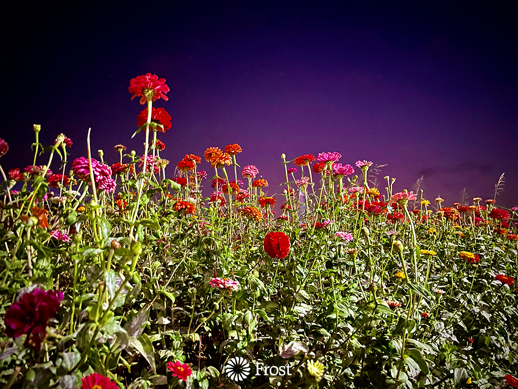 Flowers At Dusk