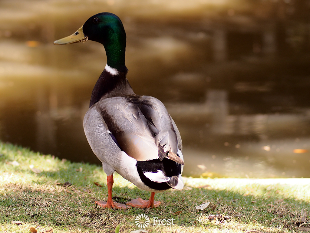 Duck