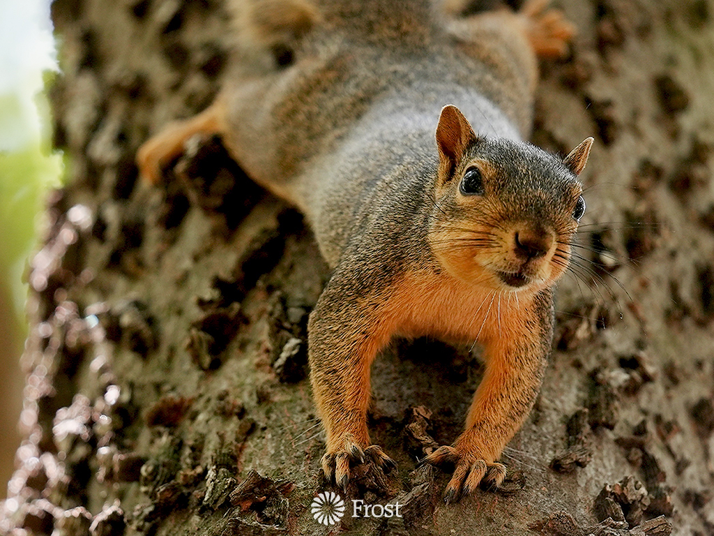 Squirrel