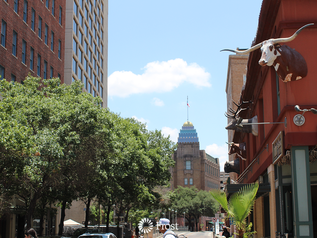Longhorn Blending in with Architecture