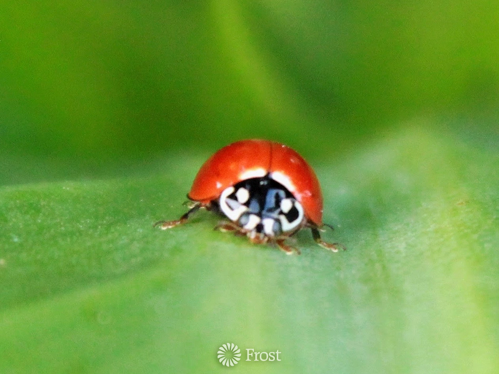 Beautiful Ladybug