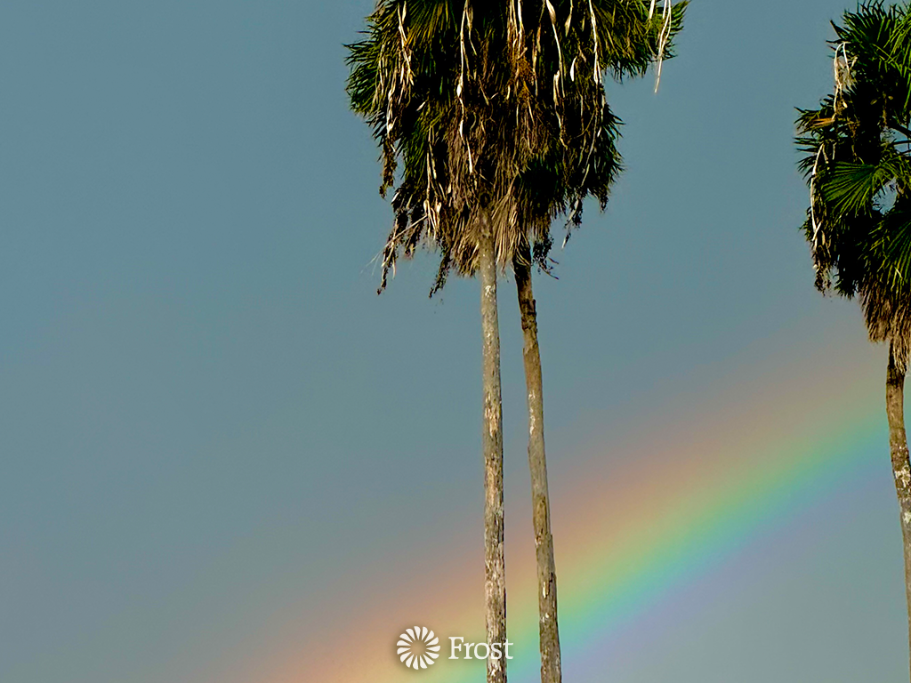 A Rainbow Over South Texas Palm Trees