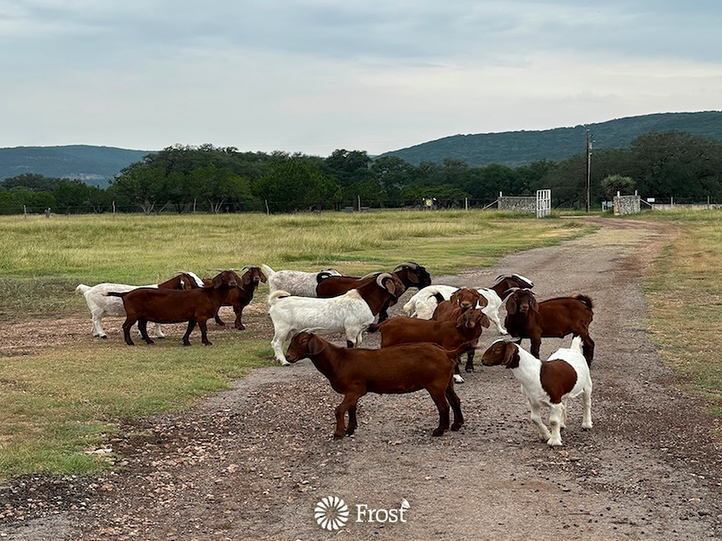 Goats Of Leakey