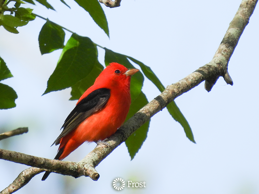 Scarlet Tanager In Pecan Tree