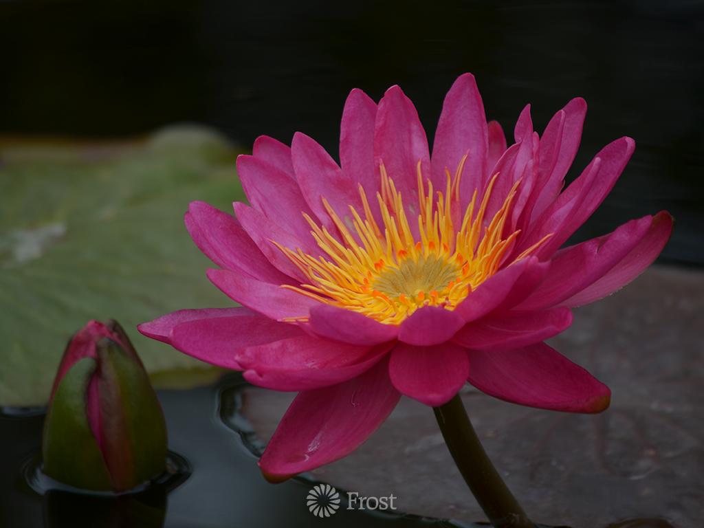 International Water Lily Garden