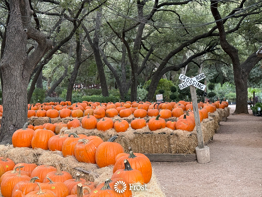 Pumpkin Patch at Milberger Nursery