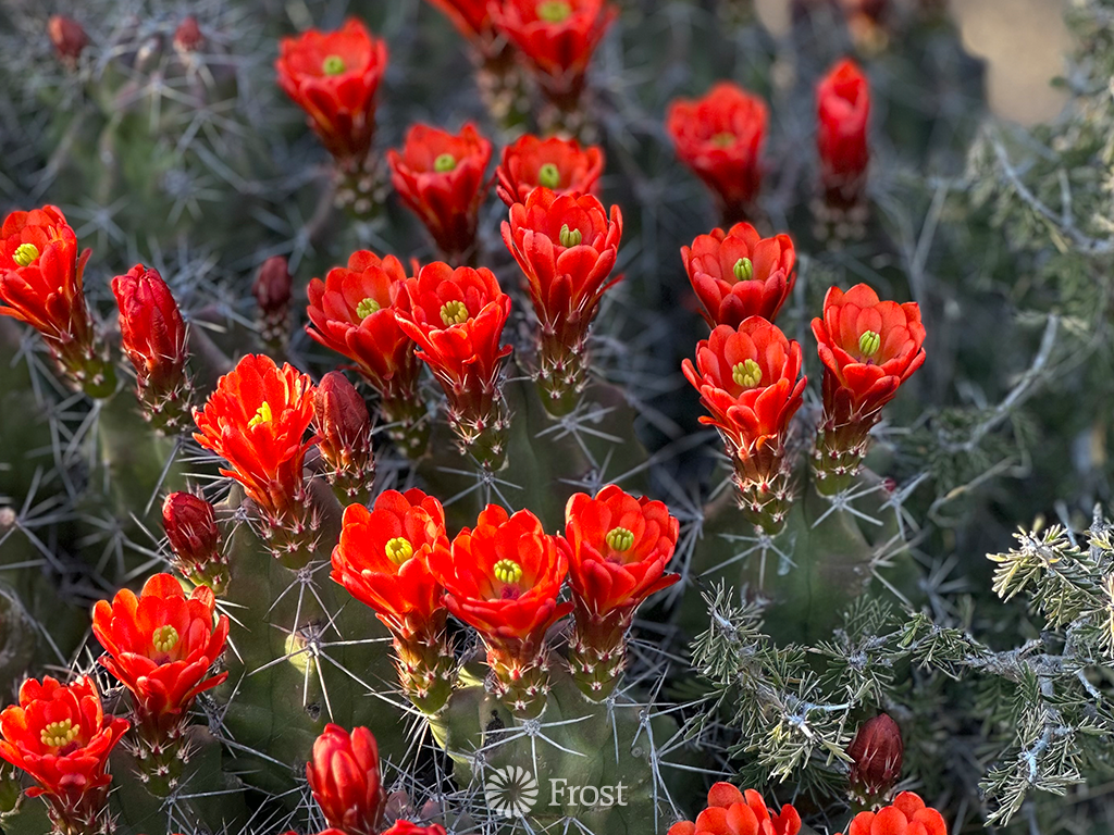 King Cup Cactus