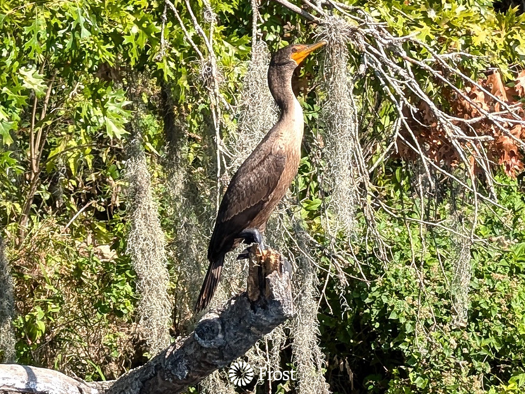 Double Crested Cormorant