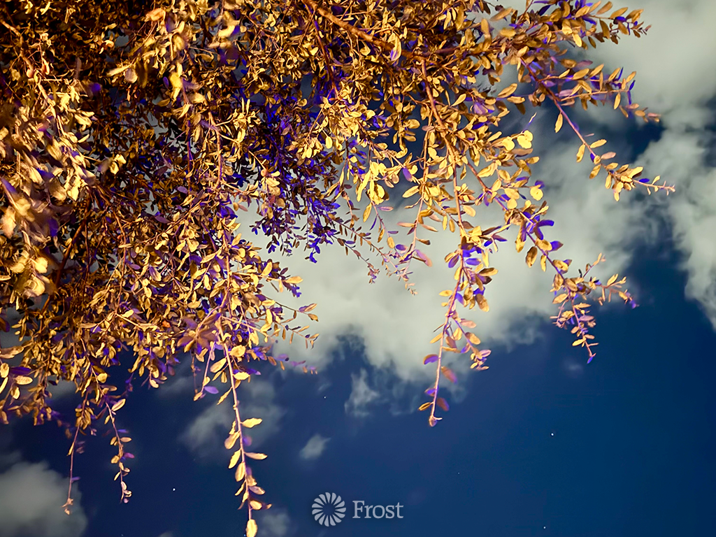 Live Oak Under Fall Evening Sky