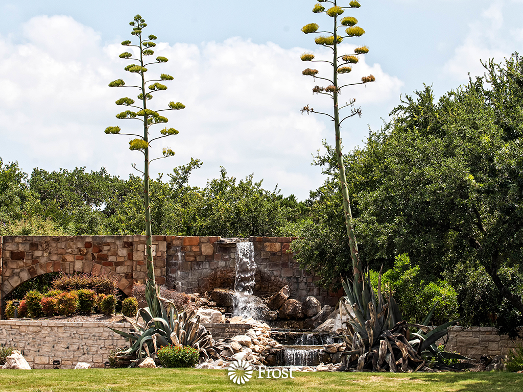 Waterfalls And Century Plants