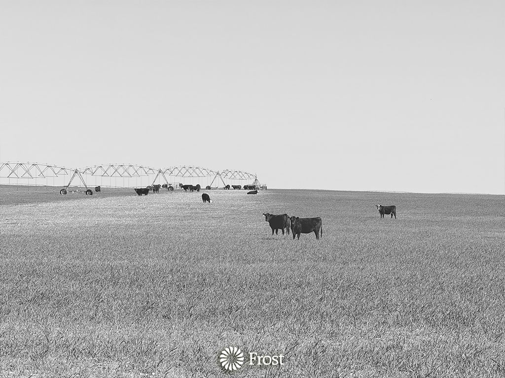 Cattle Grazing