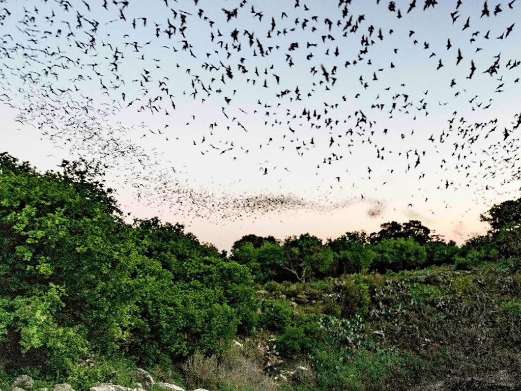 Bracken Cave at Dusk