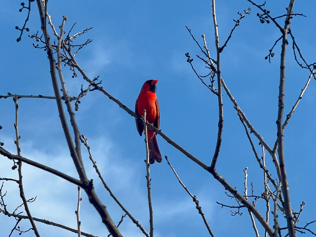 Cardinal At Beginning of Spring
