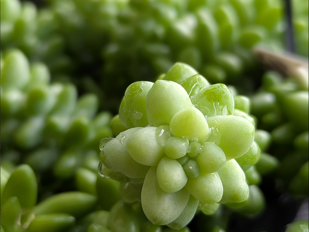 Donkey's Tail Succulent