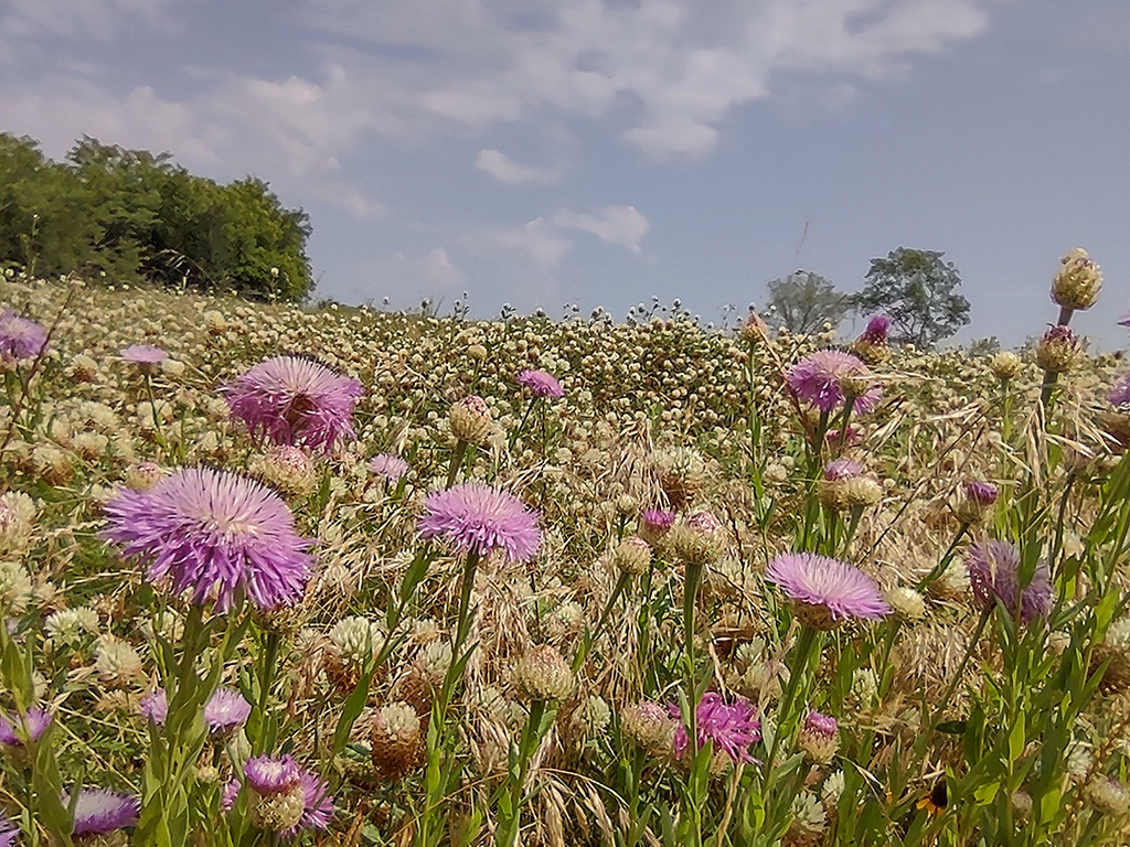 Wild Thistle in Spring
