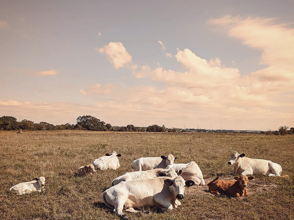 Texas Cows