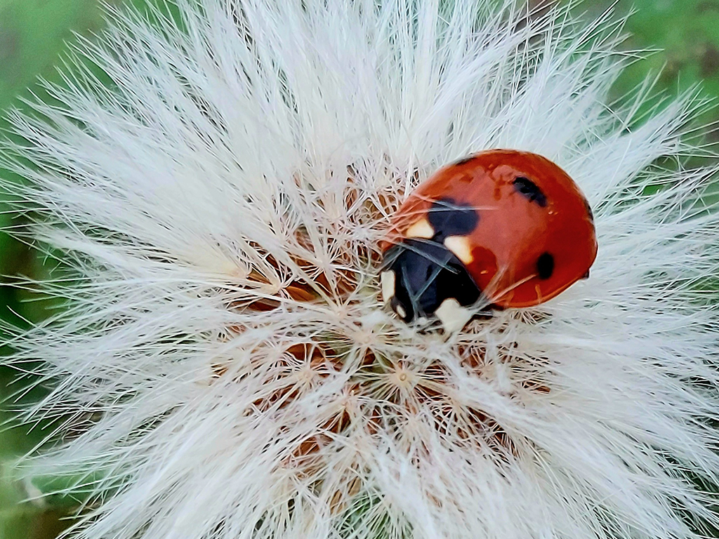 Lady Bug On Dandelion