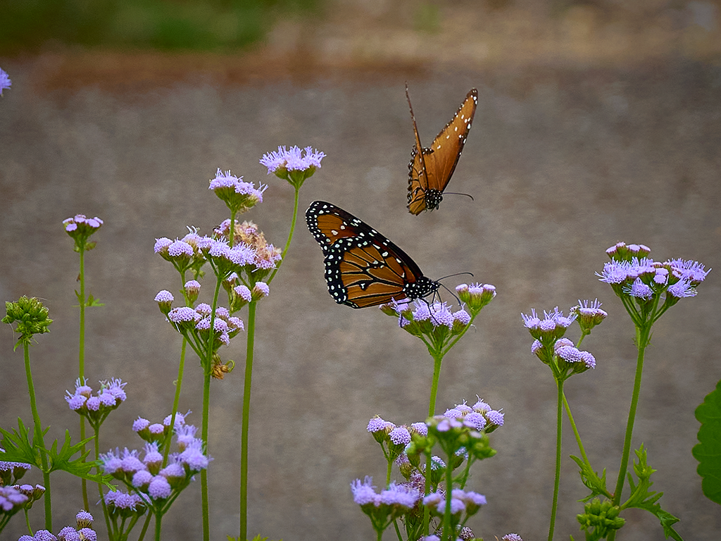 Butterflies In the Park
