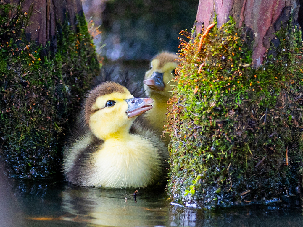 Between the Moss and Water