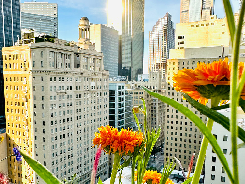 Wild Flowers and Downtown