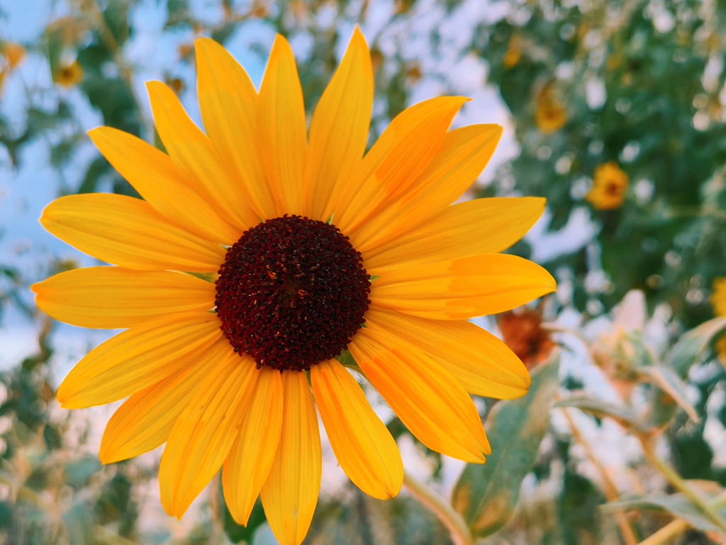 Sunflowers