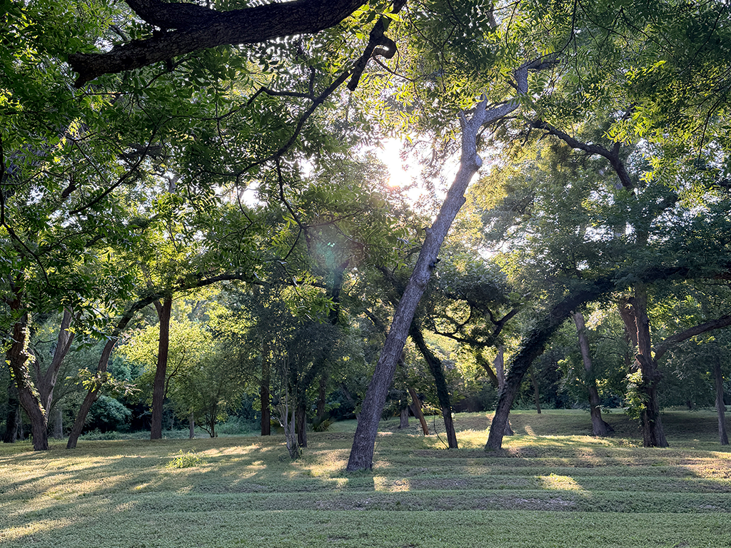 Sunshine Through Branches at Geronimo Creek