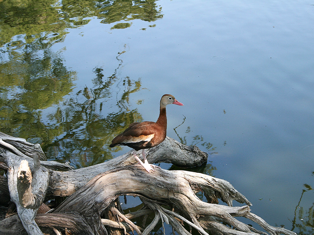 Solitude on the Water's Edge