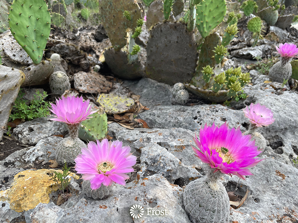 Cactus Blooms